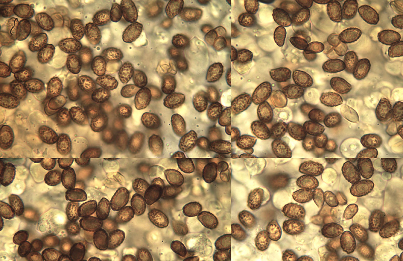 Cortinarius saniosus spores Cortinarius saniosus mikro